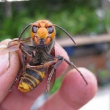 Šta učiniti ako ujede stršljen